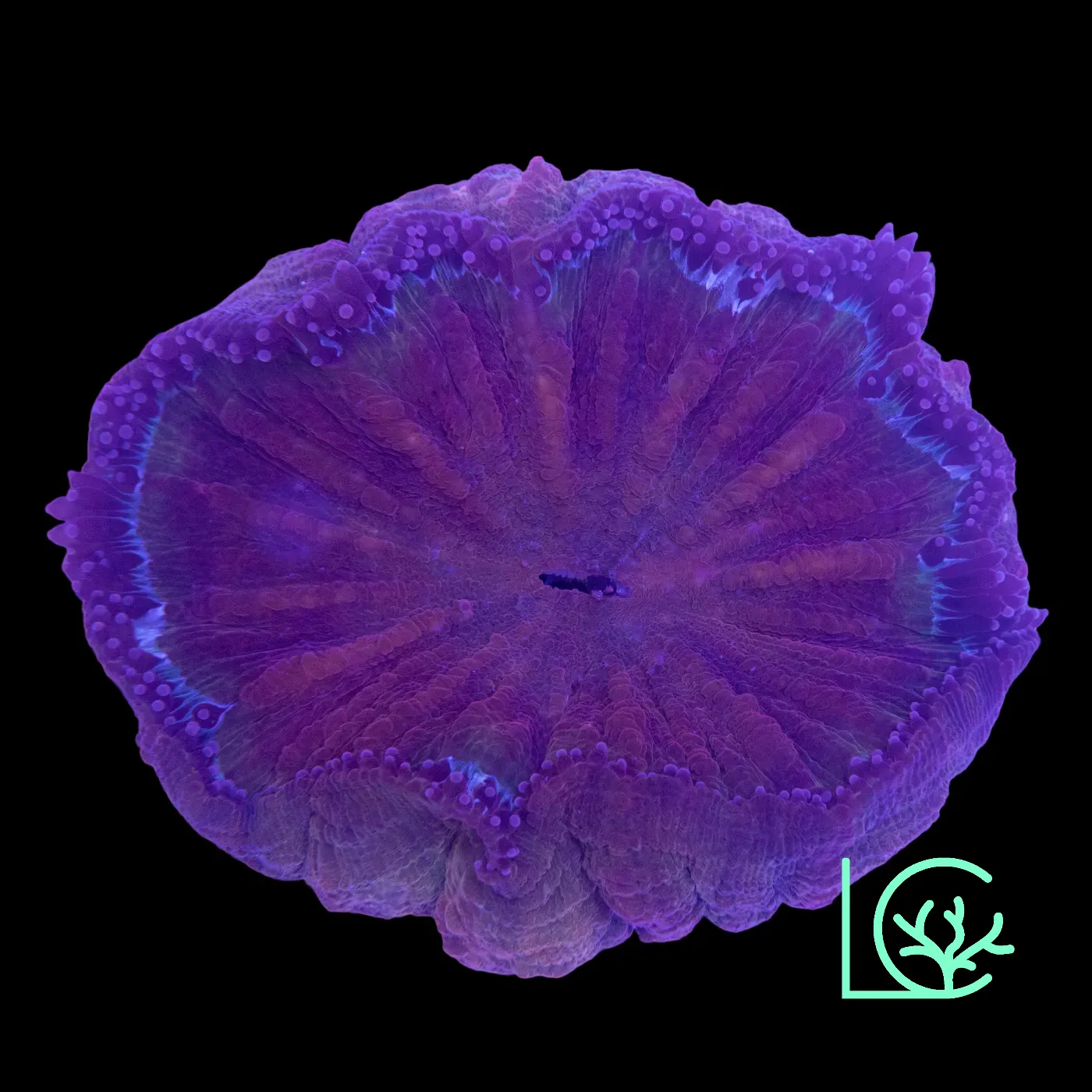 Crimson Acantho WYSIWYG