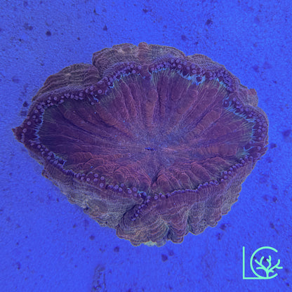 Crimson Acantho WYSIWYG