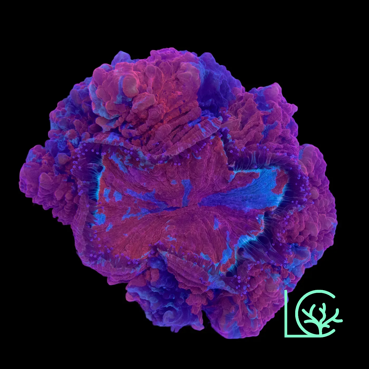 Confetti Acantho WYSIWYG