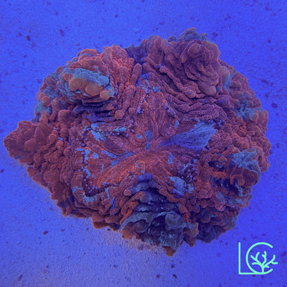 Confetti Acantho WYSIWYG