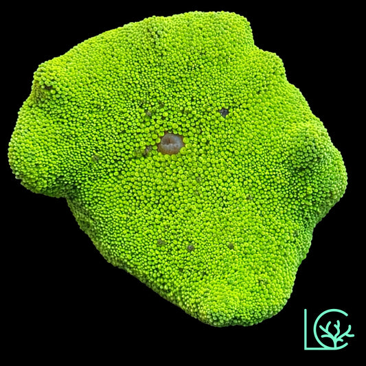 Neon Green Carpet Anemone WYSIWYG