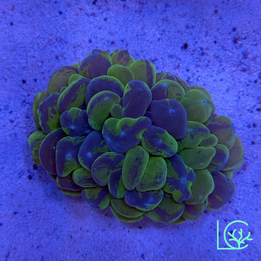 Bubble Coral WYSIWYG