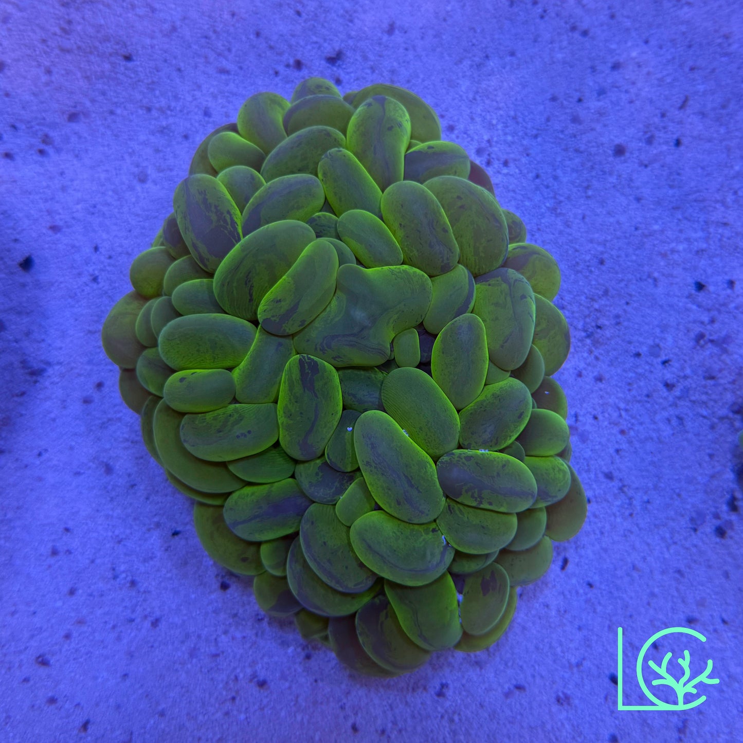 Bubble Coral WYSIWYG