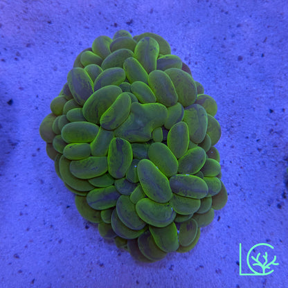 Bubble Coral WYSIWYG