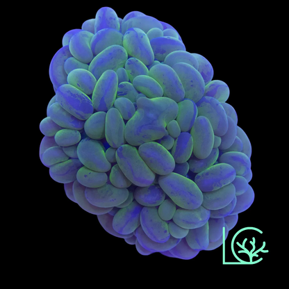 Bubble Coral WYSIWYG