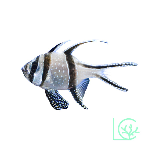 Banggai Cardinals