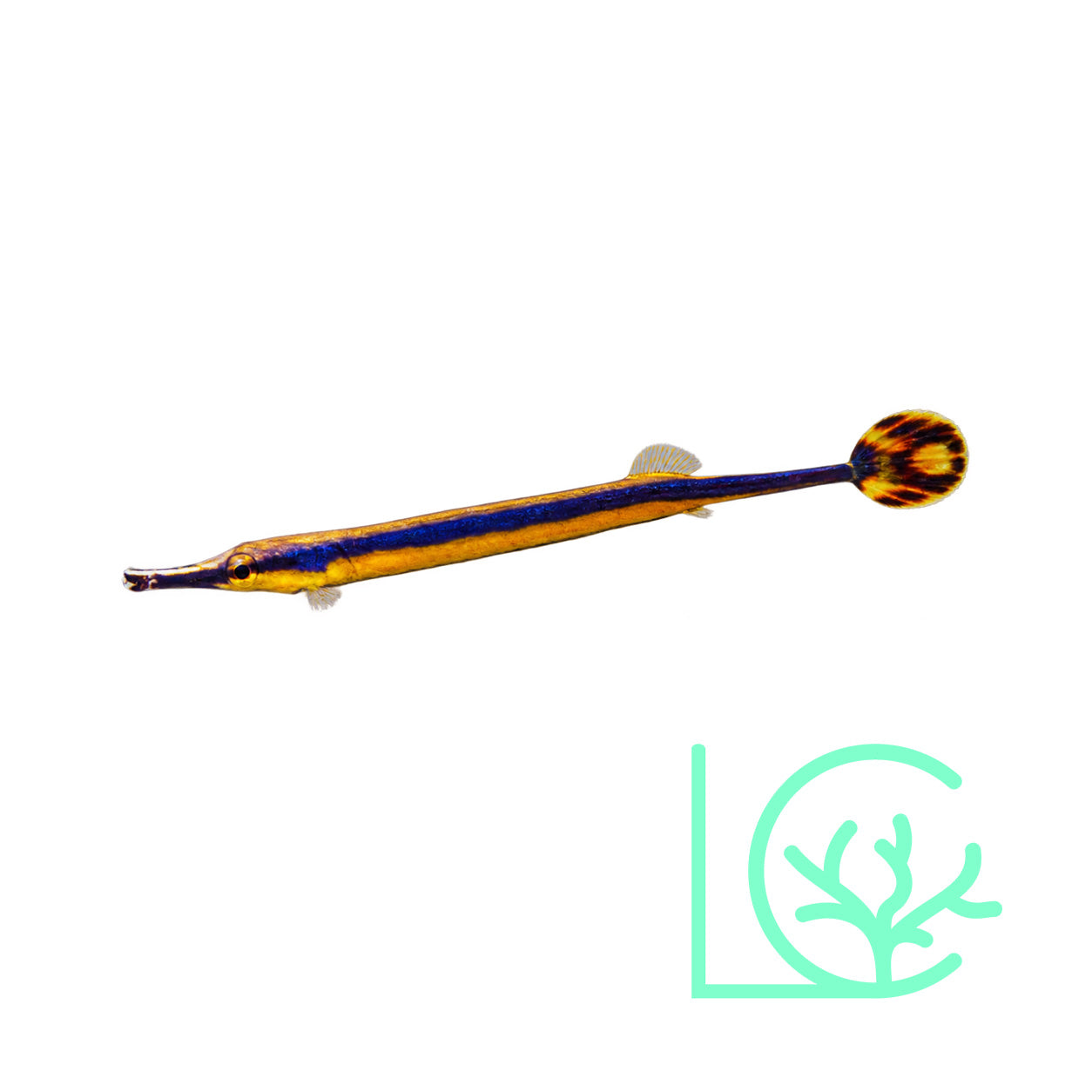 Biota Bluestripe Pipefish