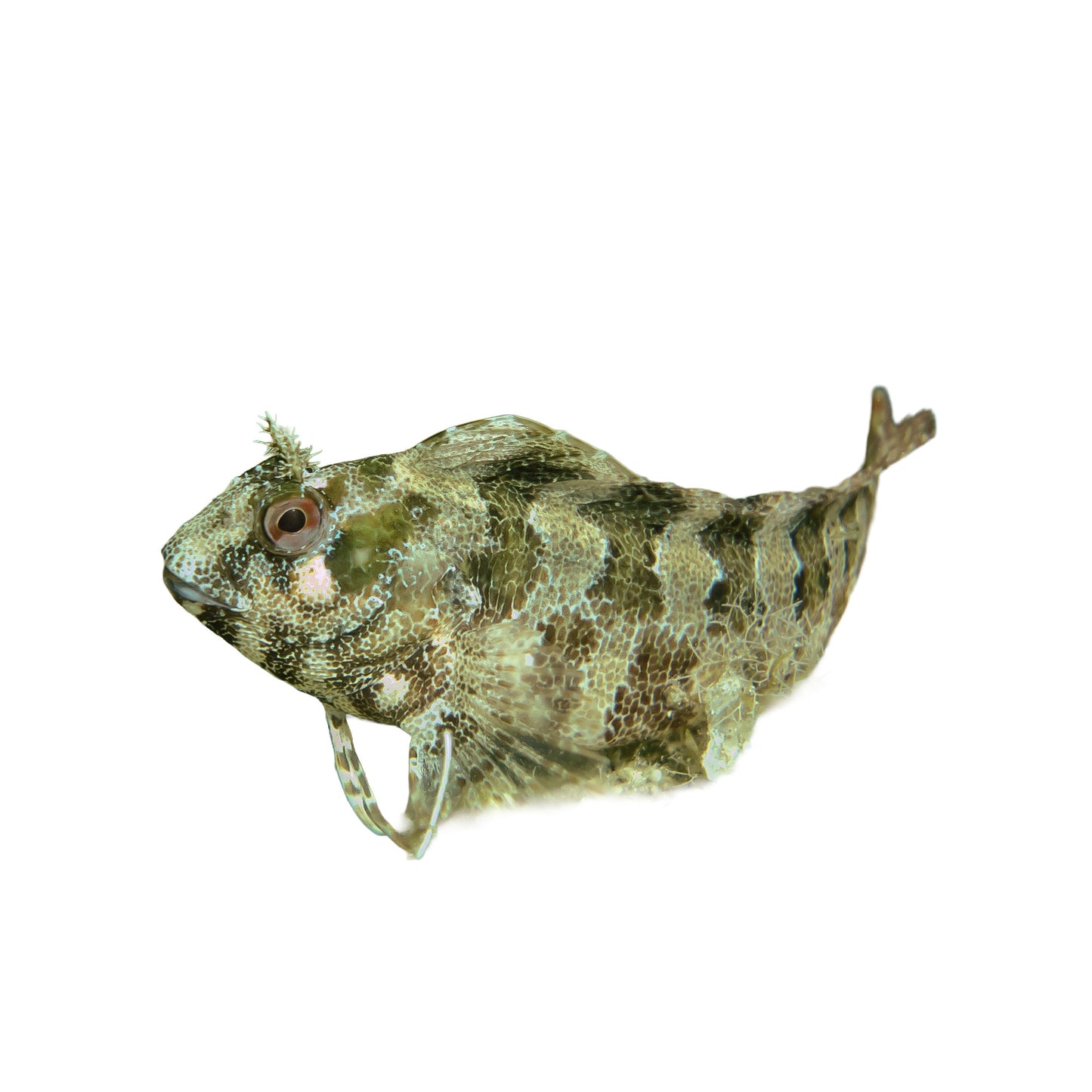 Biota Molly Miller Blenny