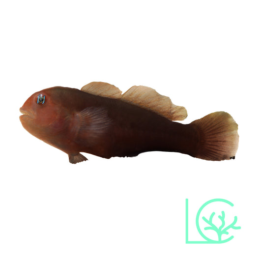 Black Clown Goby