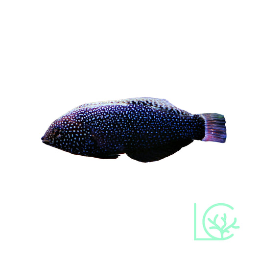 Black Leopard Wrasse