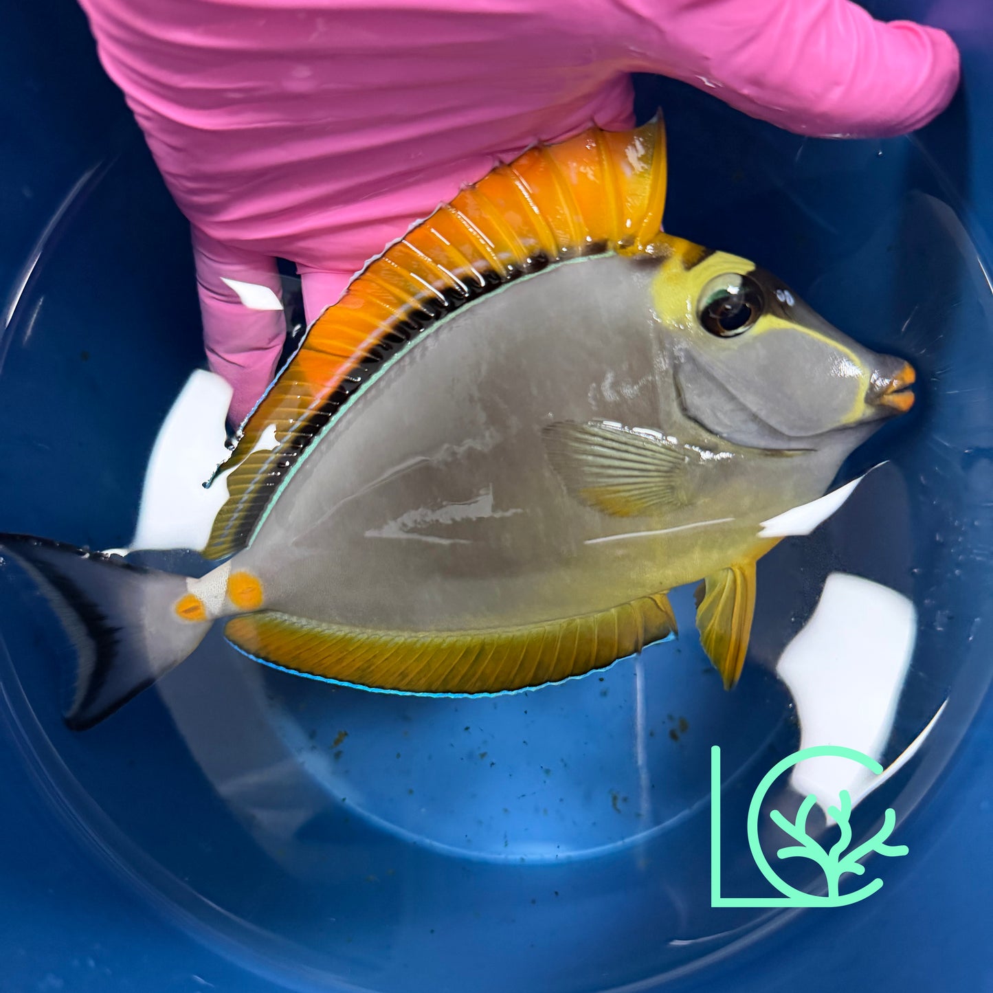 Blonde Naso Tang