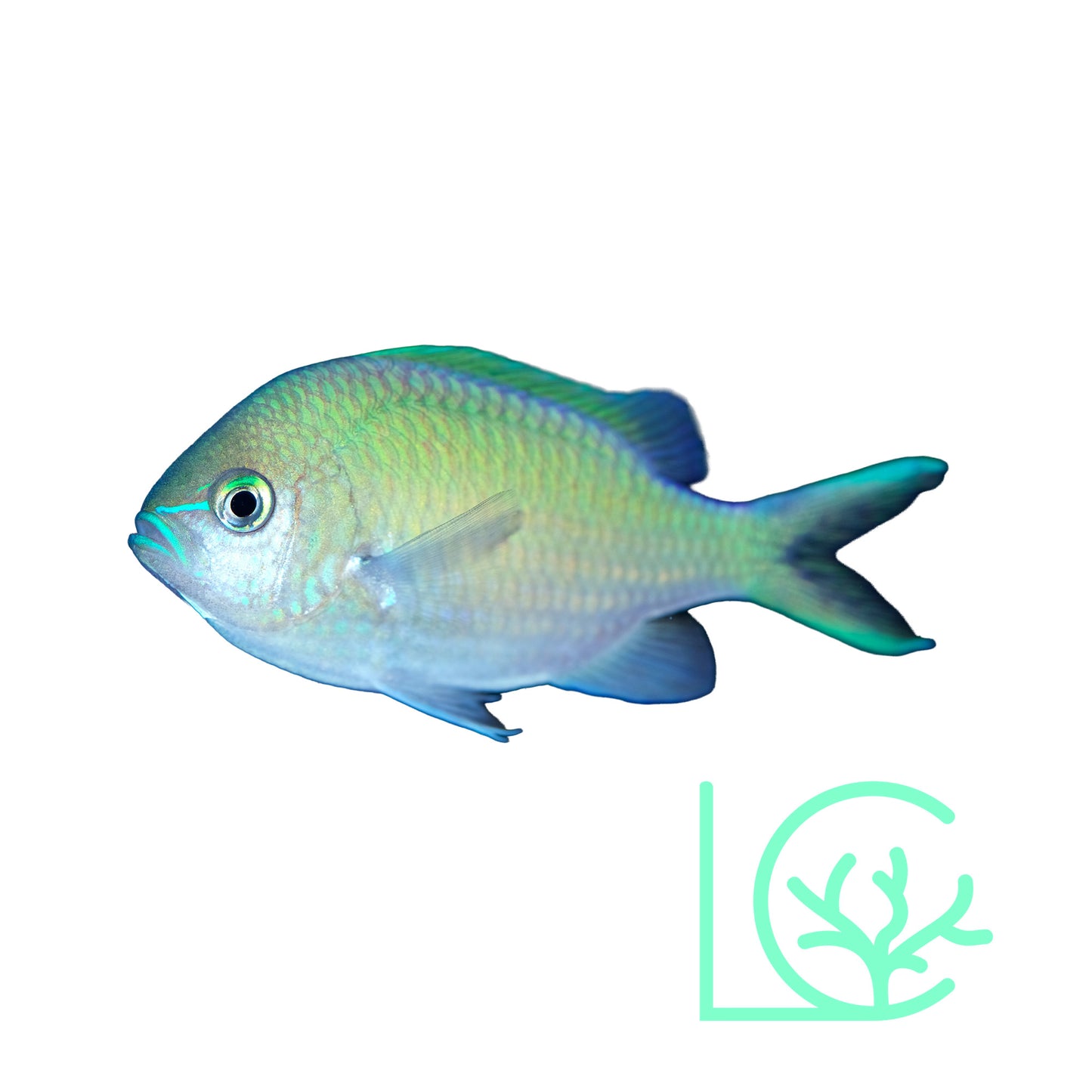 Blue Green Damsel