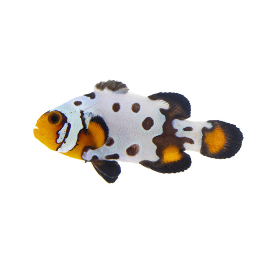 Bullet Hole Snowflake Clownfish