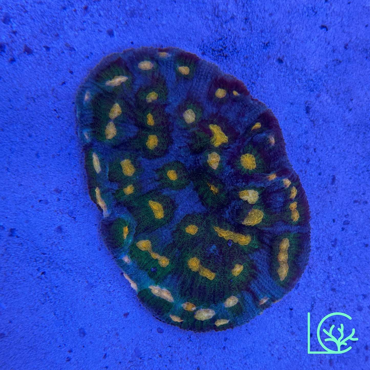 LC Pete's Dragon Chalice Colony WYSIWYG