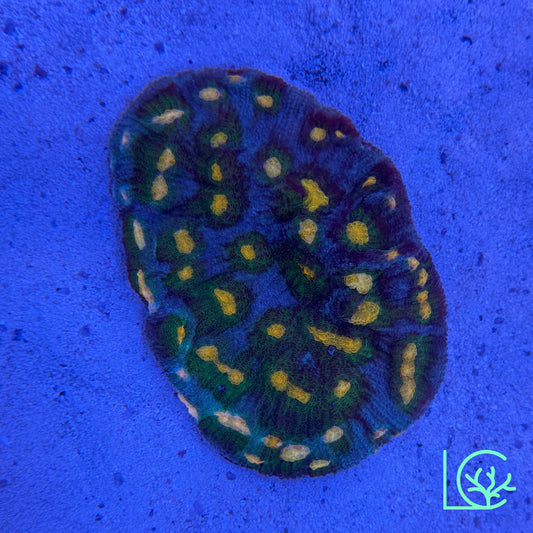 LC Pete's Dragon Chalice Colony WYSIWYG