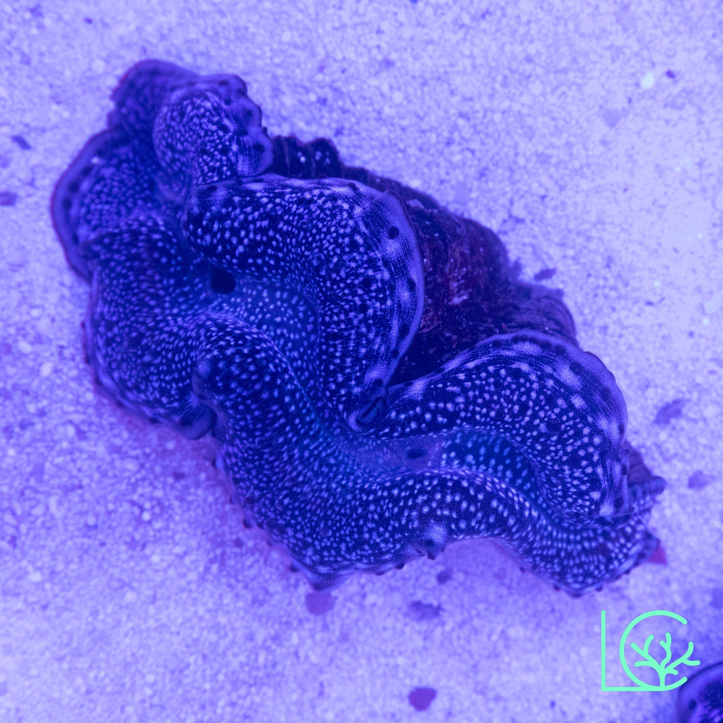 Blue Maxima Clam WYSIWYG