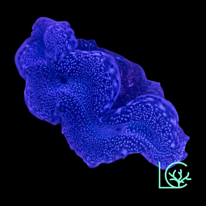Blue Maxima Clam WYSIWYG
