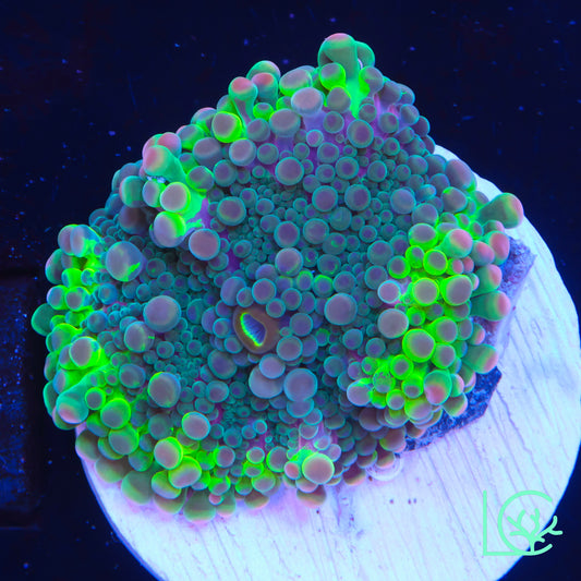 Radioactive Grape Yuma Mushroom WYSIWYG
