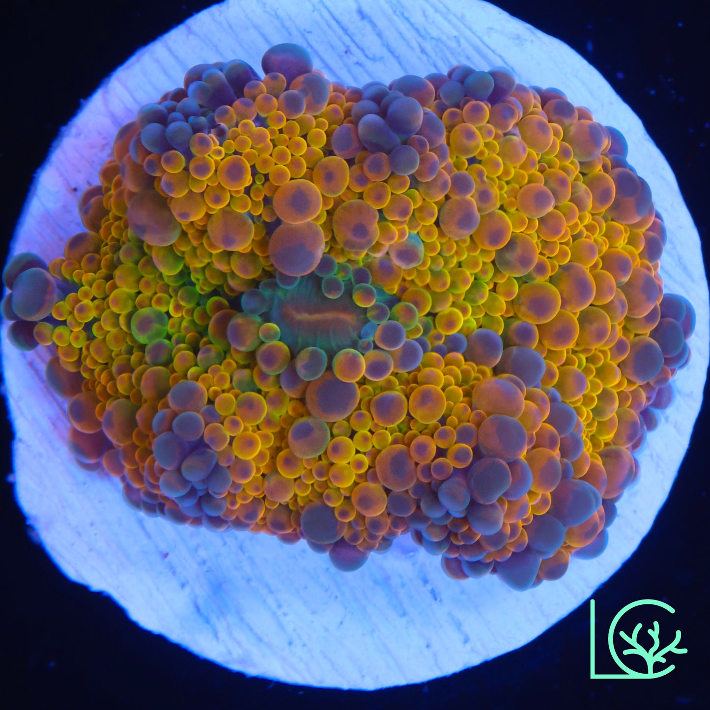Gold Rush Yuma Mushroom WYSIWYG