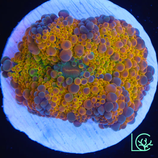 Gold Rush Yuma Mushroom WYSIWYG