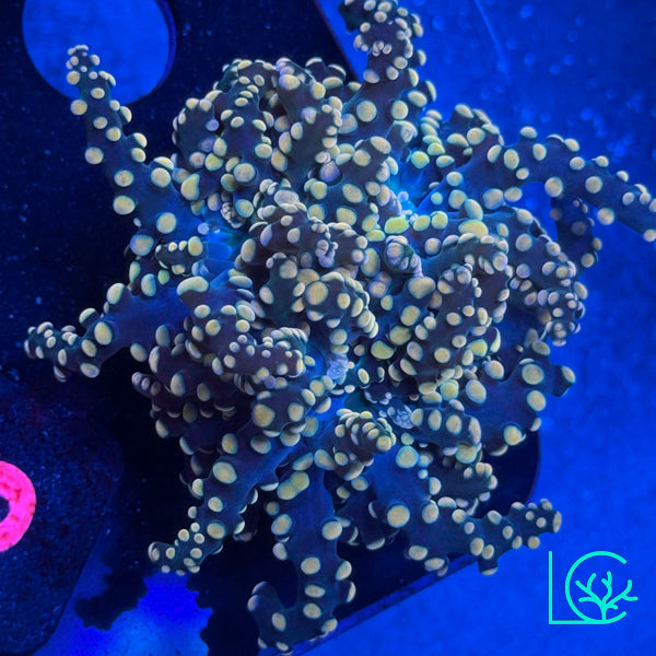 LC Peach Tip Octospawn WYSIWYG