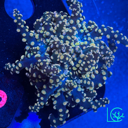 LC Peach Tip Octospawn WYSIWYG