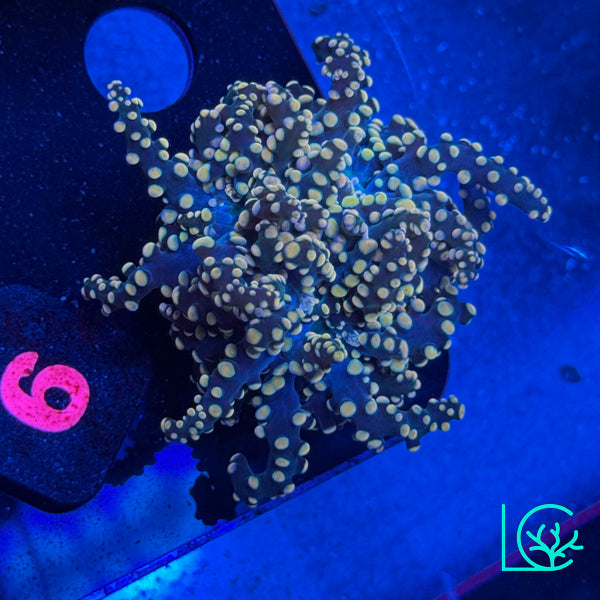 LC Peach Tip Octospawn WYSIWYG