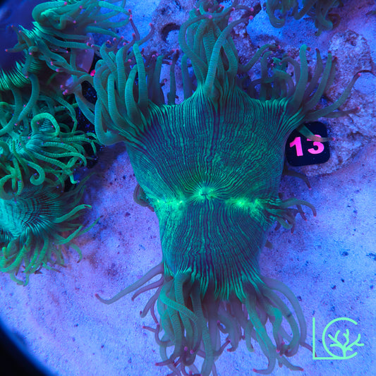 Aquacultured Pink Tip Elegance WYSIWYG