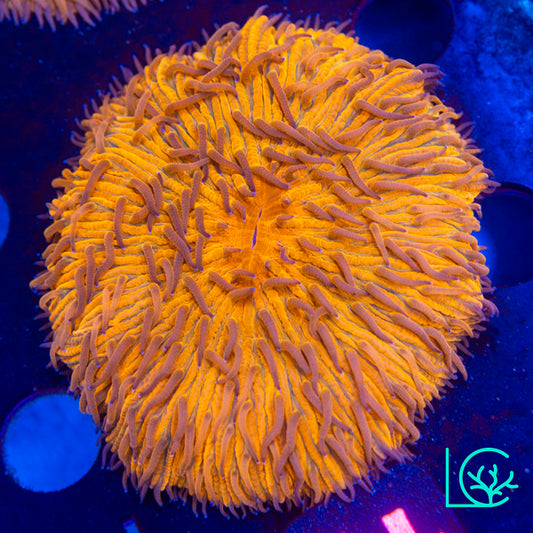 Orange Plate WYSIWYG