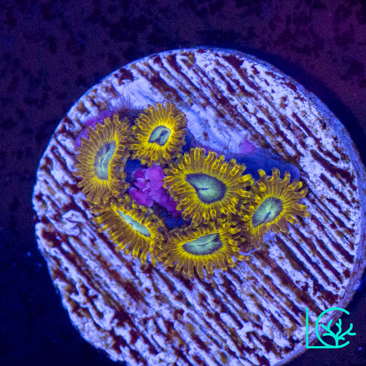 Pikachu Zoa WYSIWYG