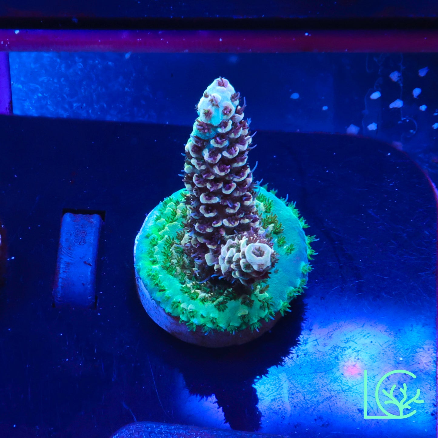 TSA Rainbow Sherbert Acropora WYSIWYG