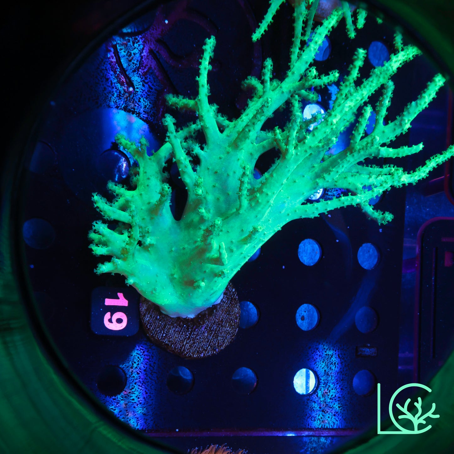 LC Neon Green Sinularia Leather Colony WYSIWYG