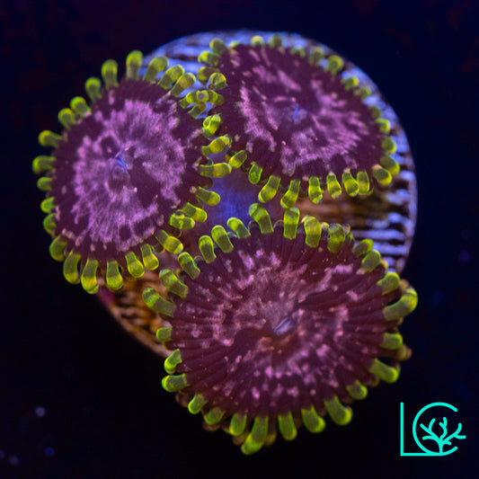 Purple Monster Zoa WYSIWYG