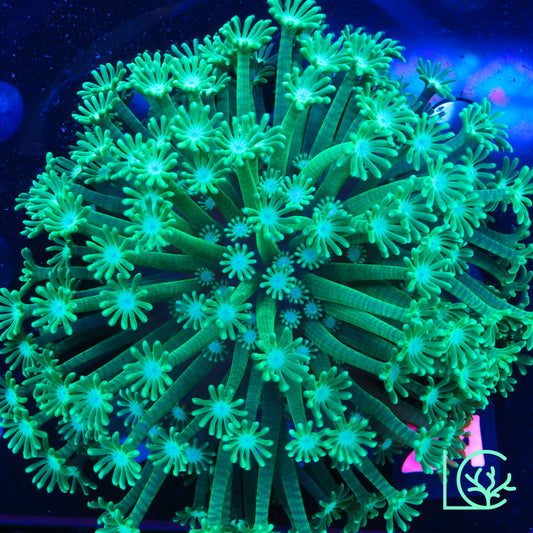Emerald Bloom Alveopora Colony WYSIWYG
