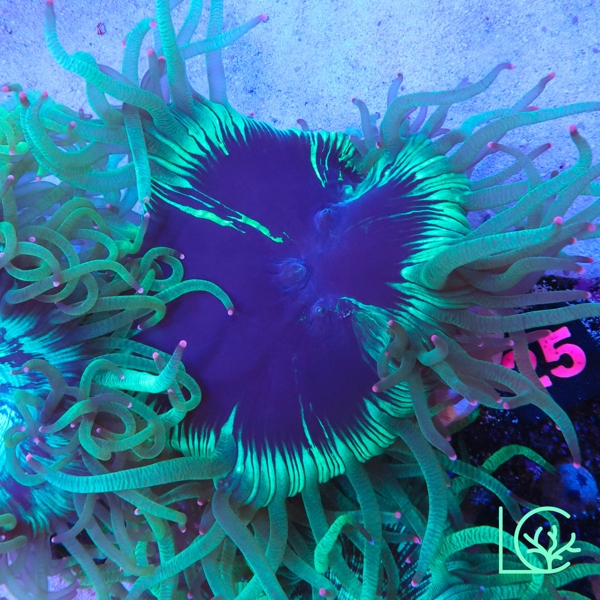 Aquacultured Pink Tip Splatter Elegance WYSIWYG