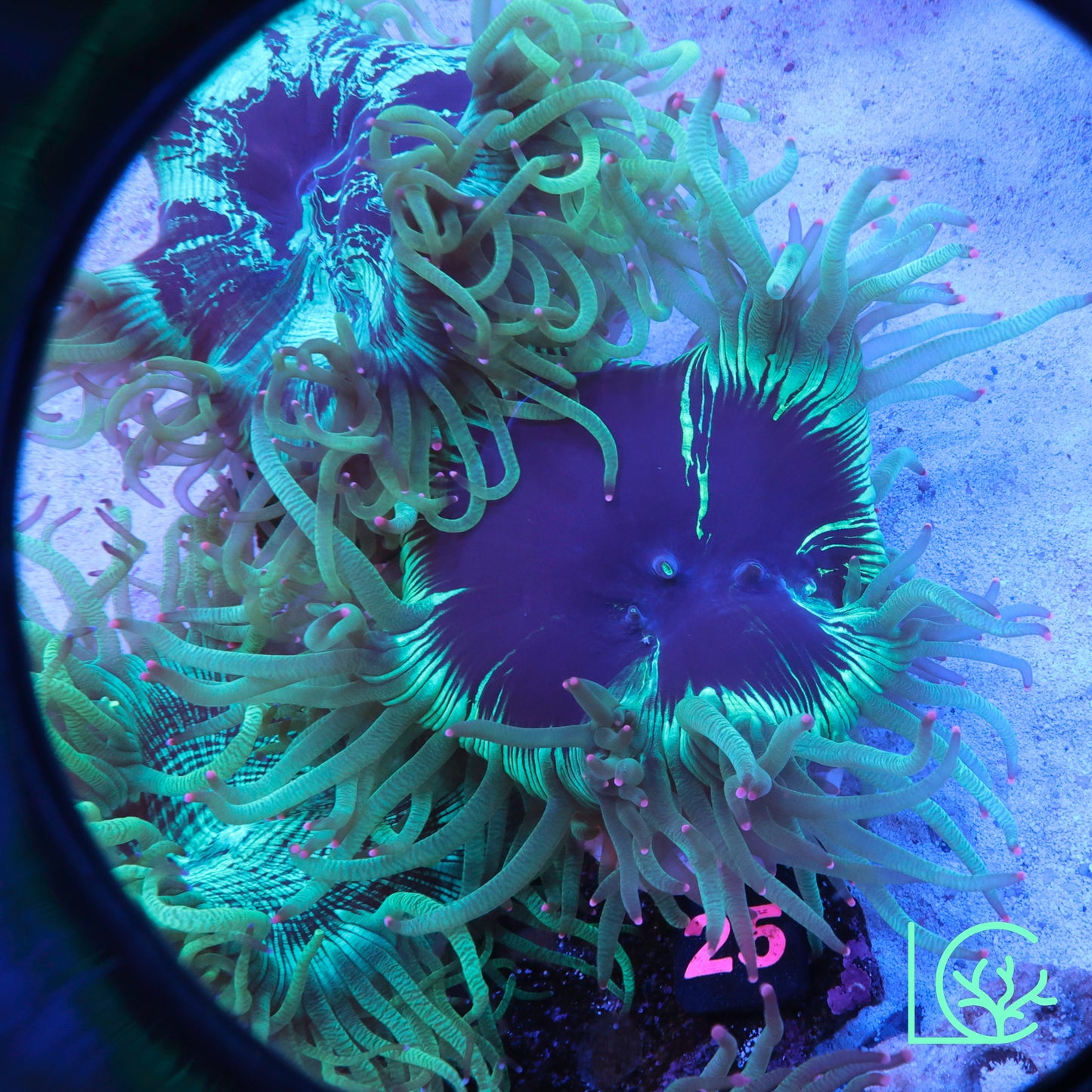 Aquacultured Pink Tip Splatter Elegance WYSIWYG