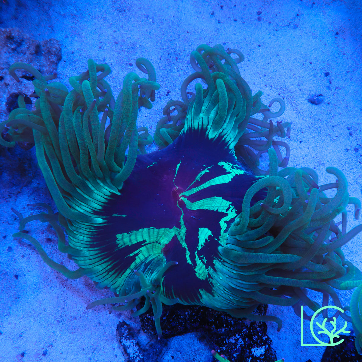 Aquacultured Splatter Elegance WYSIWYG