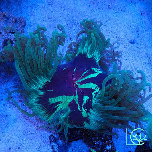 Aquacultured Splatter Elegance WYSIWYG