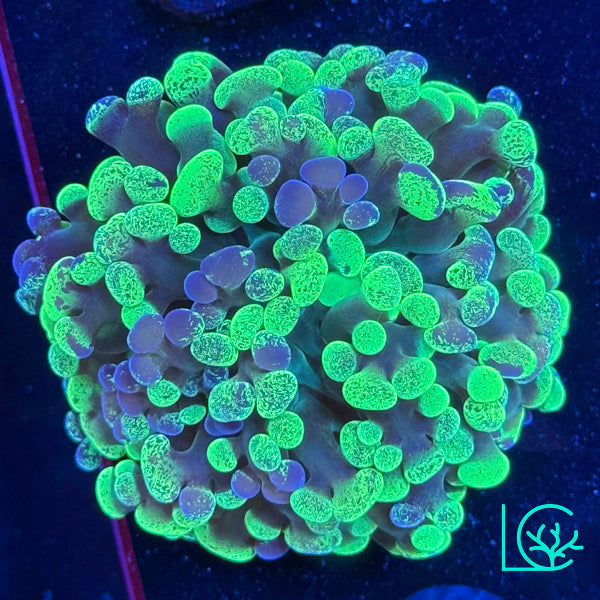 LC Toxic Splatter Hammer WYSIWYG