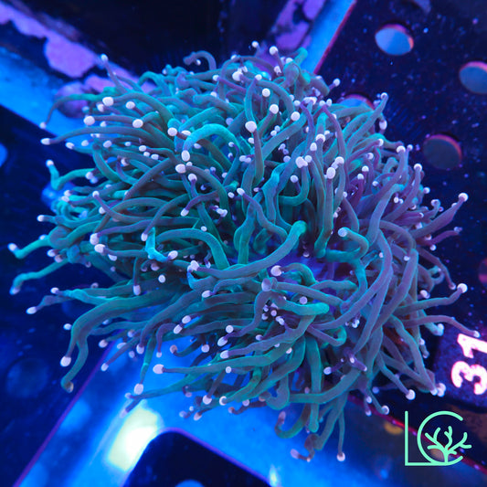 Jade Torch Colony WYSIWYG