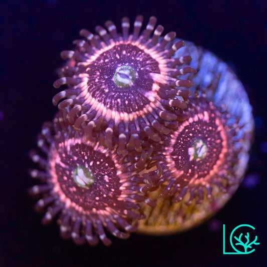 Pink Zipper Zoa WYSIWYG