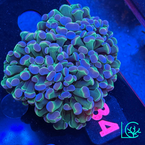 LC Pastel Rainbow Hologram Hammer WYSIWYG
