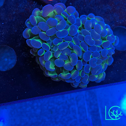 Hologram Hammer WYSIWYG