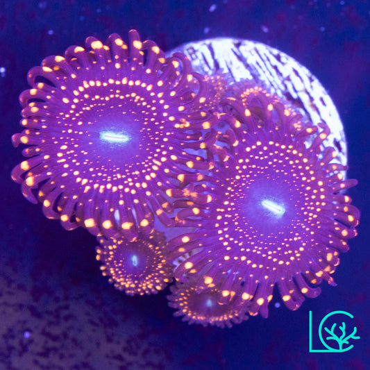 Illuminati Zoa WYSIWYG
