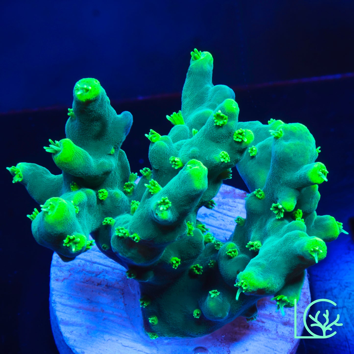 WWC Banana Peel Acropora WYSIWYG