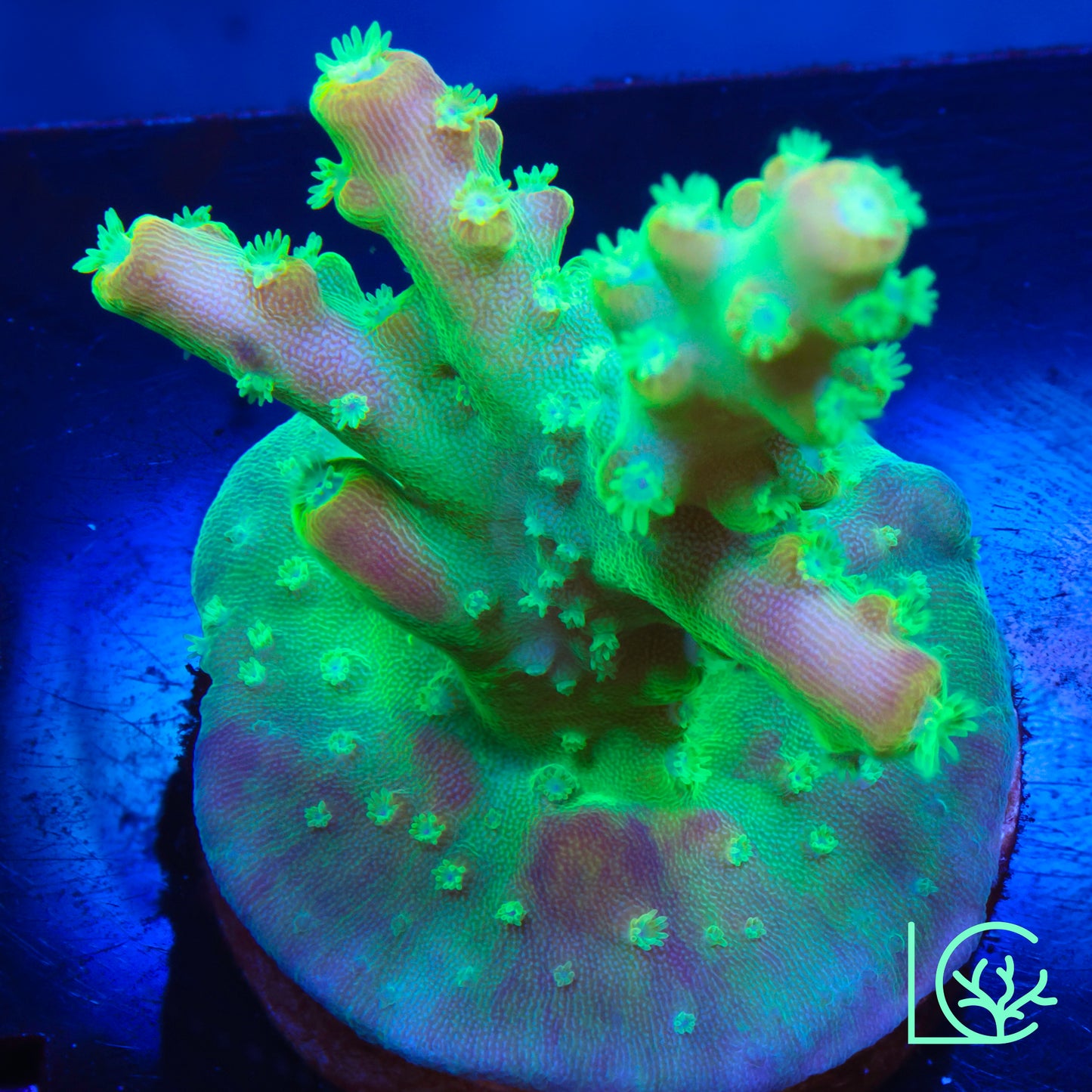 Paletta Pink Tip Acropora WYSIWYG