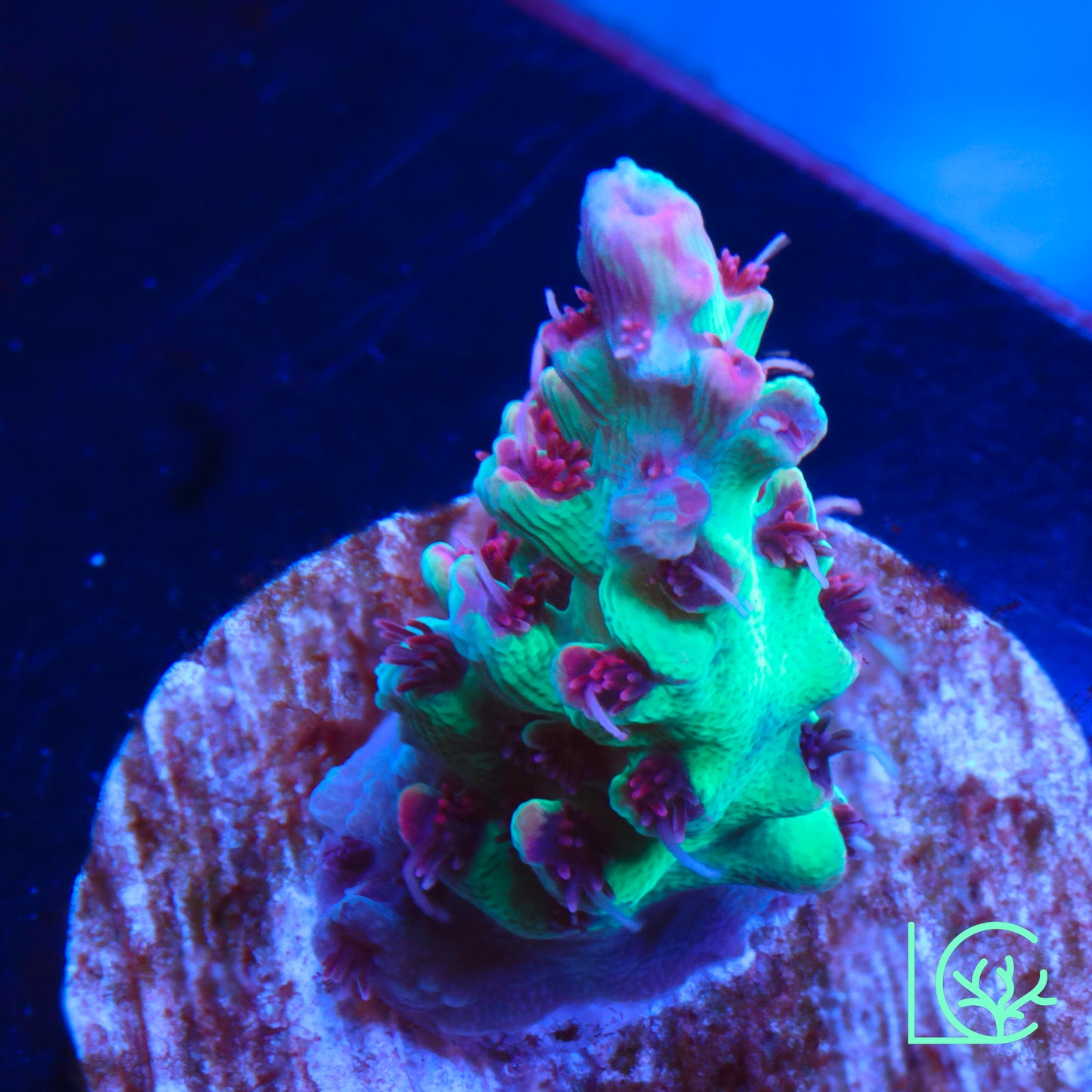WWC Striptease Acropora WYSIWYG