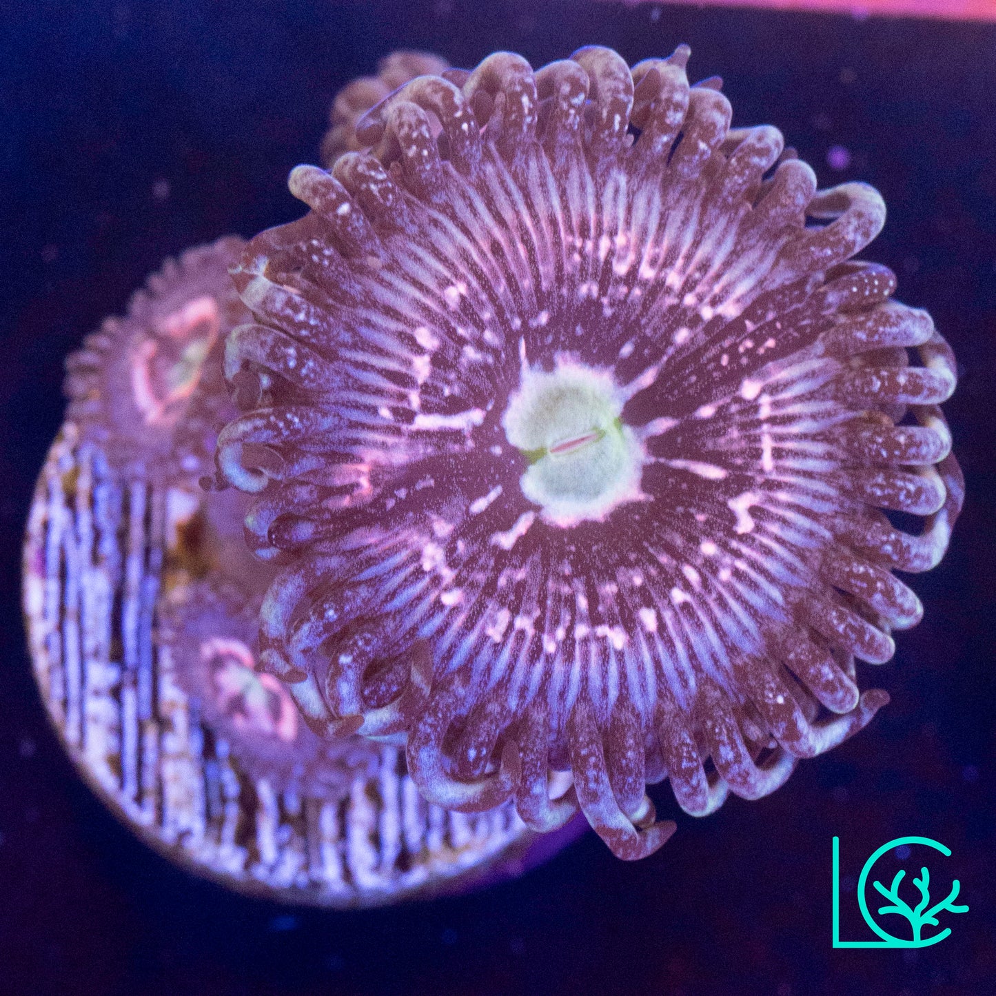 CC Pink Constellation Zoa WYSIWYG