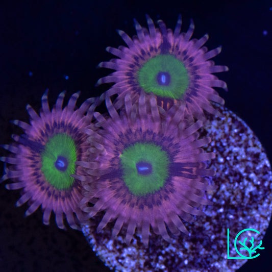 Pink Hippos Zoa WYSIWYG