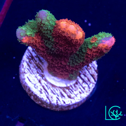WWC Contraband Digitata WYSIWYG